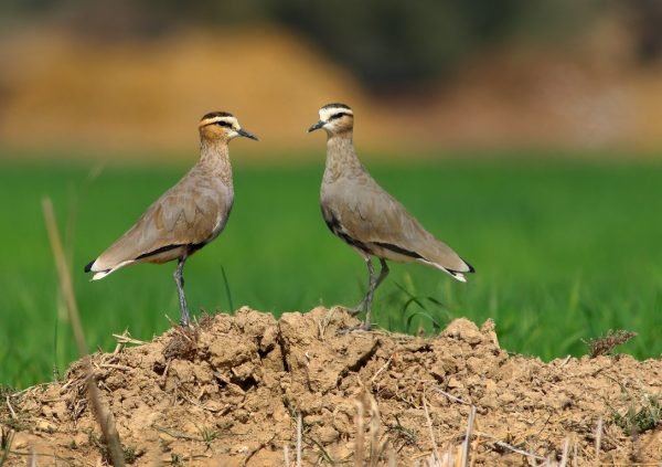 WhatsApp Image 2025-10-20 at 3.57.34 PM